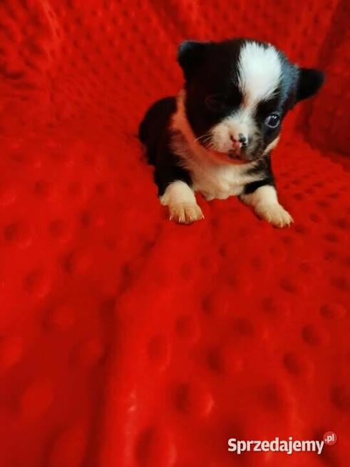 Śliczne szczeniaki chihuahua