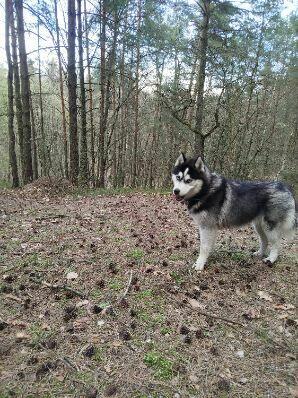 Hasky oddam