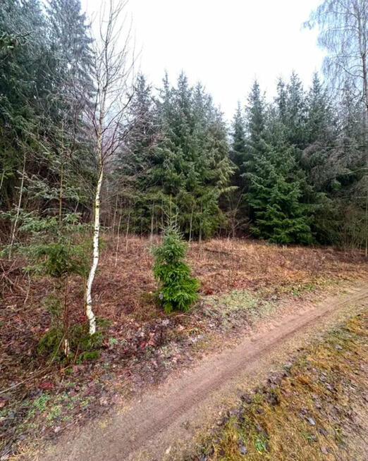 Działka leśna 9.79 ha z prywatnym stawem 0.5 ha