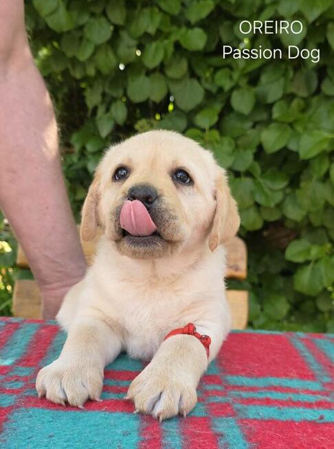 Labrador biszkoptowe szczenięta ZKwP