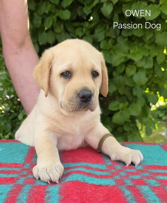 Labrador biszkoptowe szczenięta ZKwP