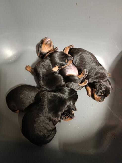 Pinczer miniaturowy cztery suczki jeden piesek