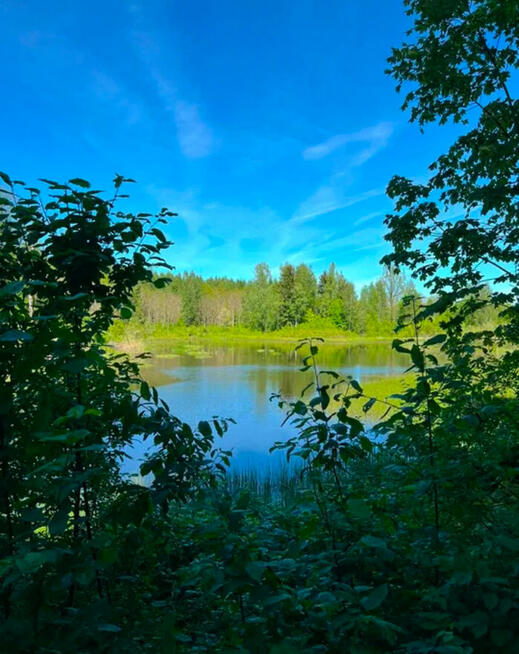 Działka leśna 9.79 ha z prywatnym stawem 0.5 ha