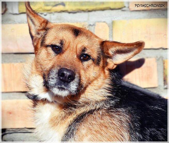 Fafik – całe dotychczasowe życie spędził w strachu