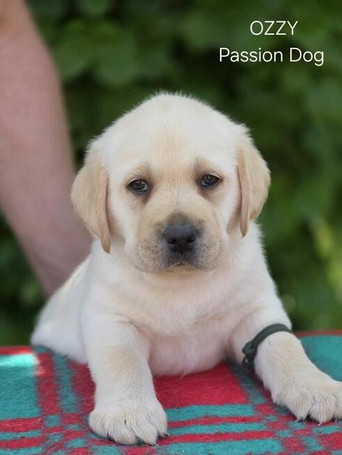 Labrador biszkoptowe szczenięta ZKwP