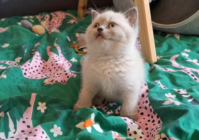 Kocia brytyjski point