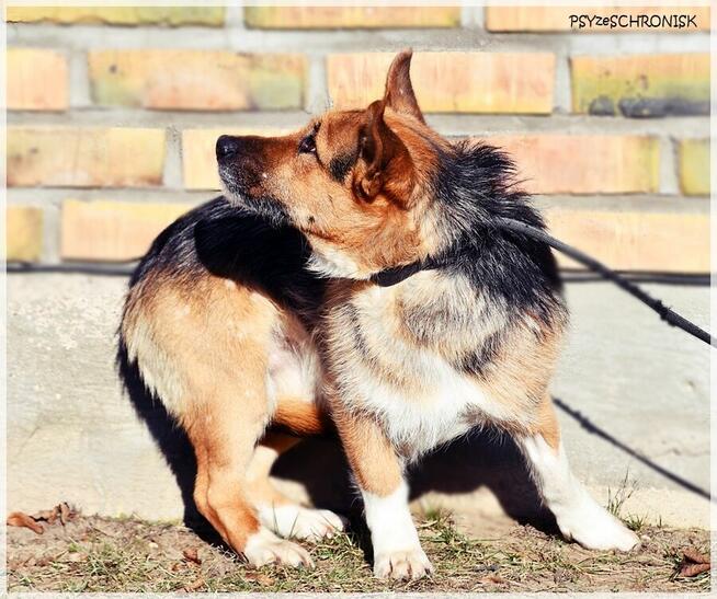Fafik – całe dotychczasowe życie spędził w strachu