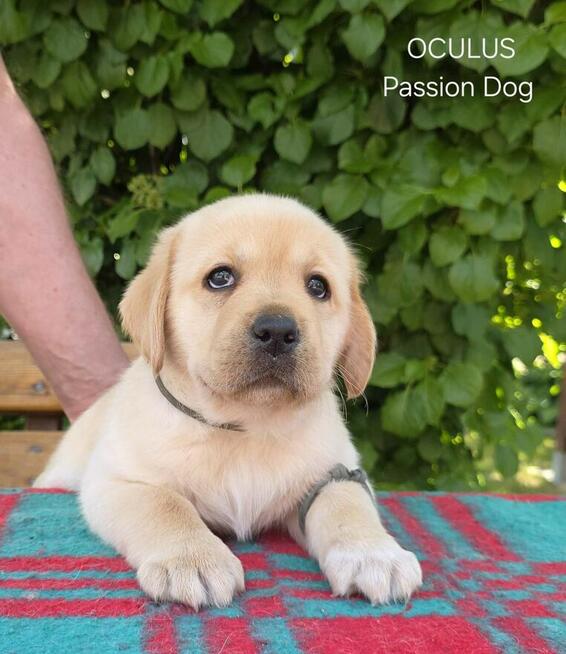 Labrador biszkoptowe szczenięta ZKwP