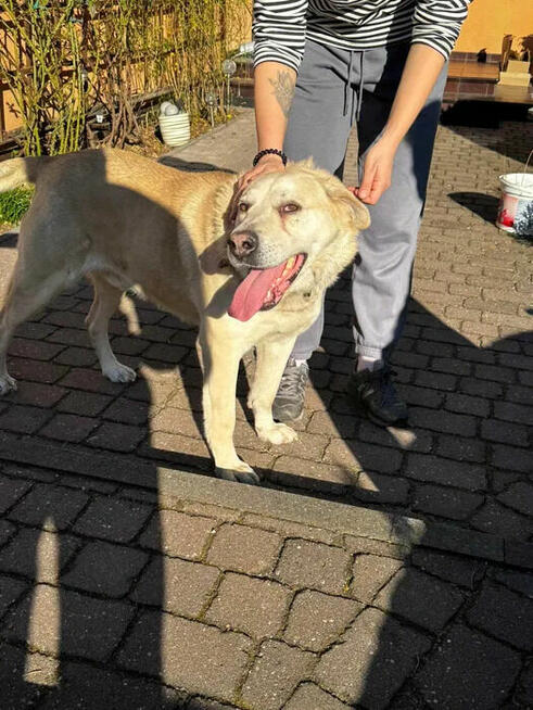 Kokos - LABek mix szuka domu