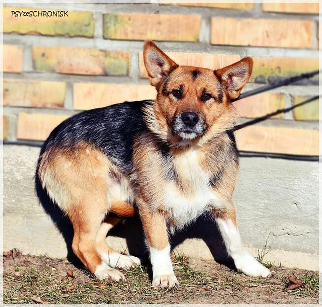 Fafik – całe dotychczasowe życie spędził w strachu