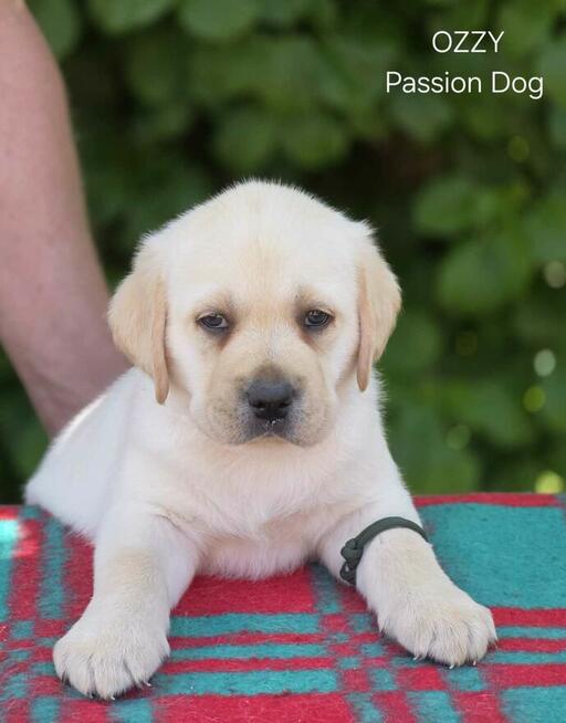 Labrador biszkoptowe szczenięta ZKwP