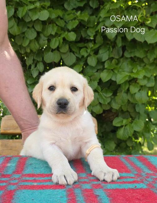 Labrador biszkoptowe szczenięta ZKwP
