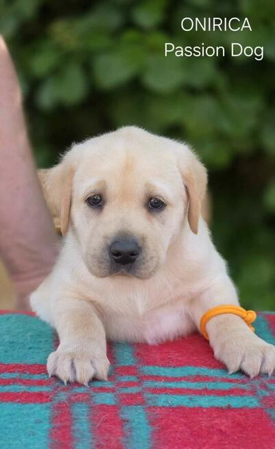 Labrador biszkoptowe szczenięta ZKwP