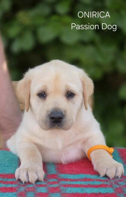Labrador biszkoptowe szczenięta ZKwP
