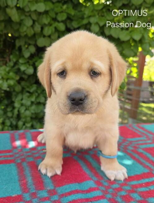 Labrador biszkoptowe szczenięta ZKwP