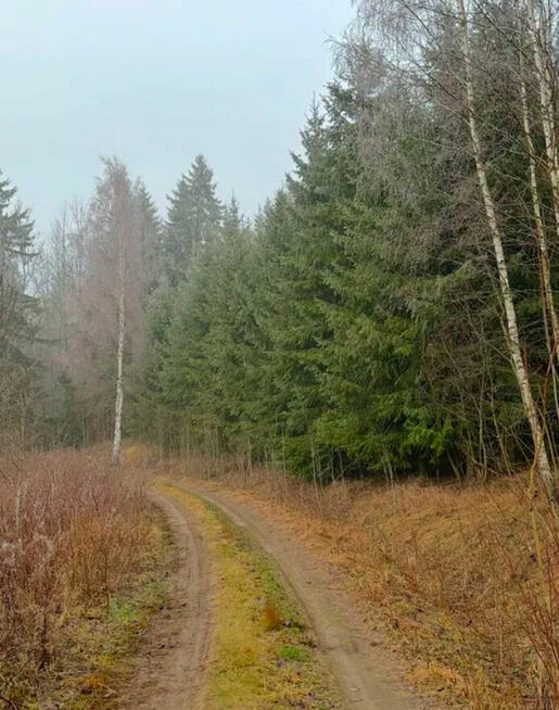 Działka leśna 9.79 ha z prywatnym stawem 0.5 ha