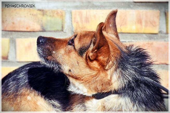 Fafik – całe dotychczasowe życie spędził w strachu