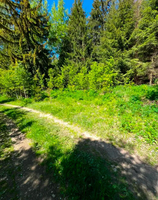 Działka leśna 9.79 ha z prywatnym stawem 0.5 ha