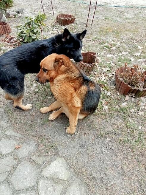 Oddam za darmo dwa psy