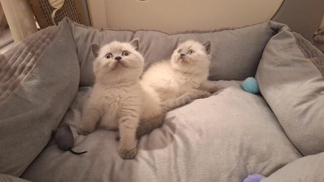 Kocia brytyjski point