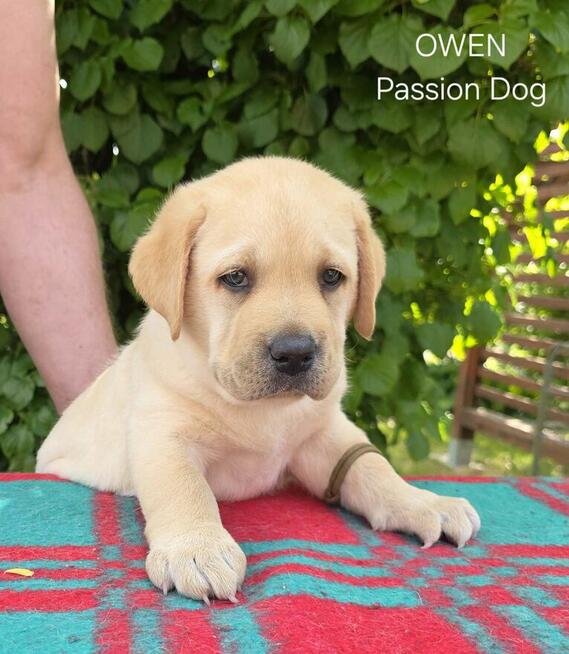 Labrador biszkoptowe szczenięta ZKwP