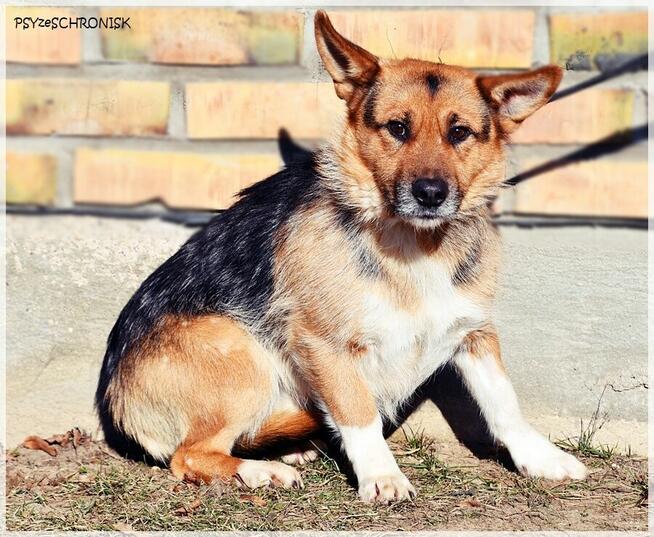 Fafik – całe dotychczasowe życie spędził w strachu