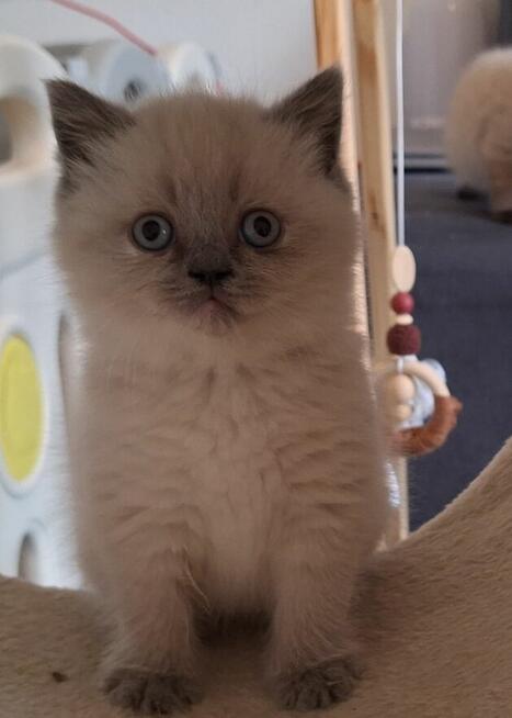 Kocia brytyjski point