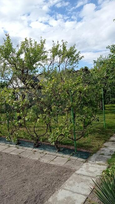 Działka ROD Siarkopol przy ul. Św. Barbary w Tarnobrzegu