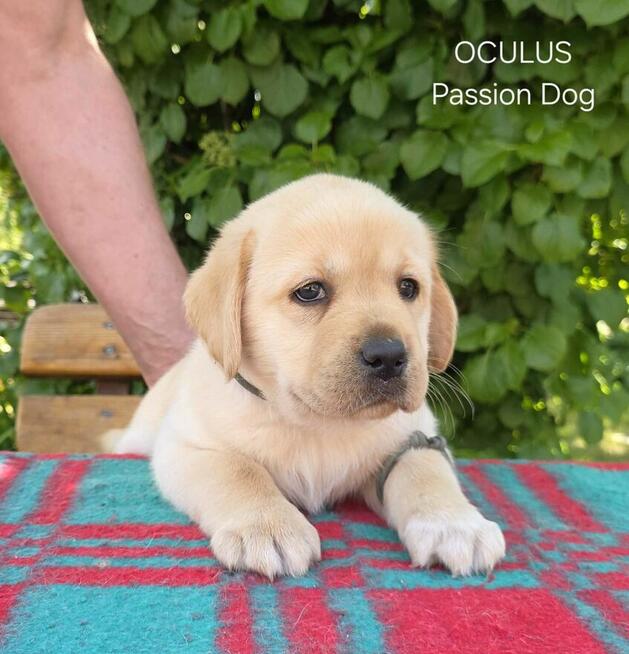 Labrador biszkoptowe szczenięta ZKwP