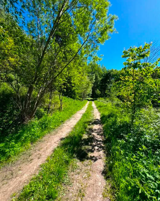 Działka leśna 9.79 ha z prywatnym stawem 0.5 ha