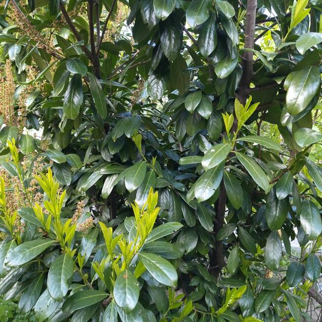 Laurowiśnie w donicach