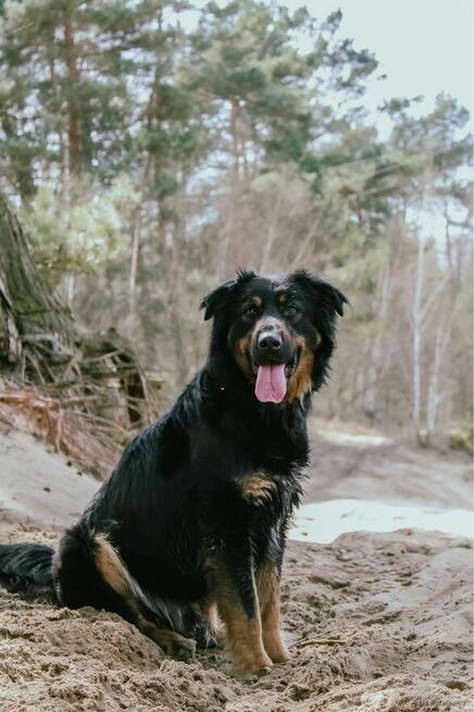 Jugo-piękny dostojny młodzieniec czeka na dom-adopcja