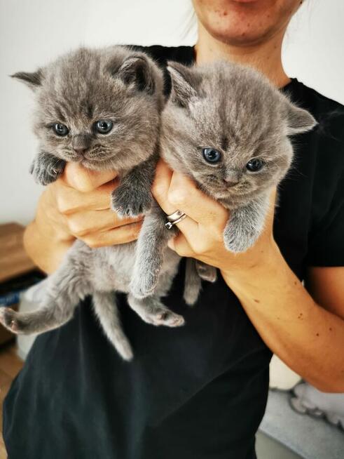 Kotki brytyjskie z rodowodem