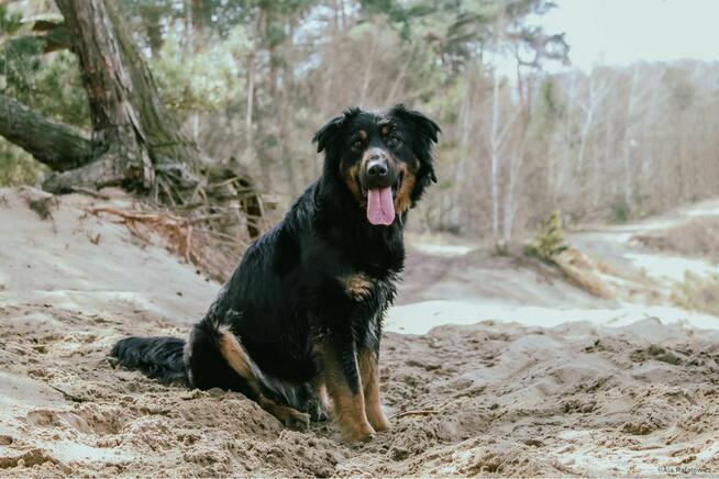 Jugo-piękny dostojny młodzieniec czeka na dom-adopcja