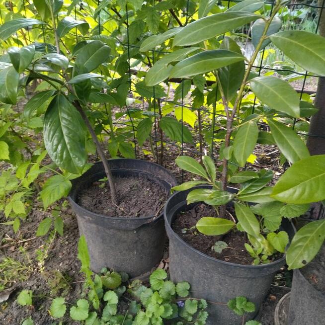 Laurowiśnie w donicach