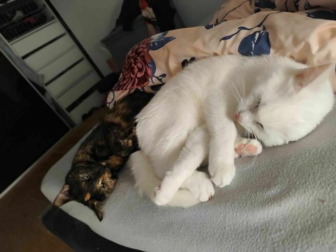 Biały Kot i kotka szyrletka