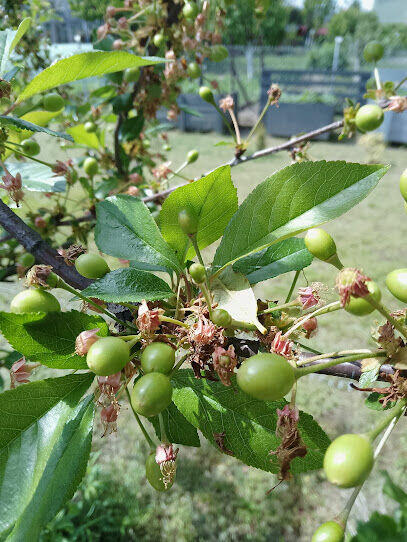 DPRZEDAM DZIAŁKĘ REKREACYJNĄ