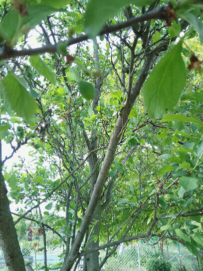 DPRZEDAM DZIAŁKĘ REKREACYJNĄ