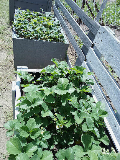 DPRZEDAM DZIAŁKĘ REKREACYJNĄ