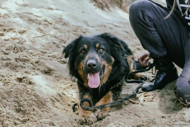 Jugo-piękny dostojny młodzieniec czeka na dom-adopcja
