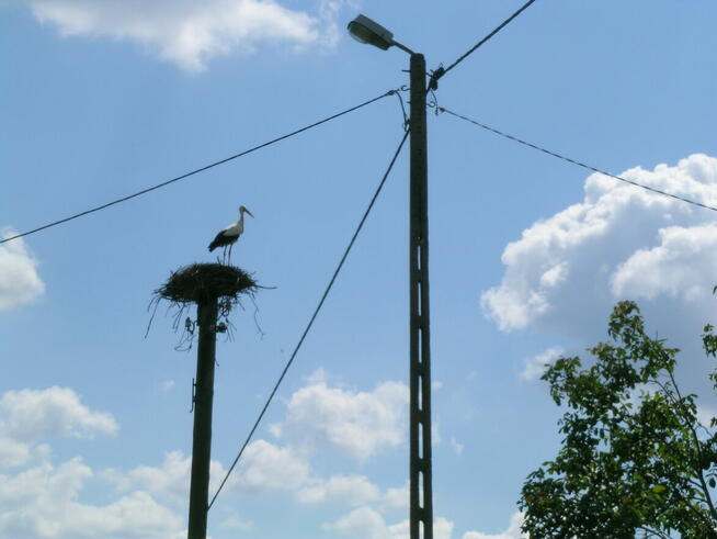 Działka siedliskowa Stare Buczyce