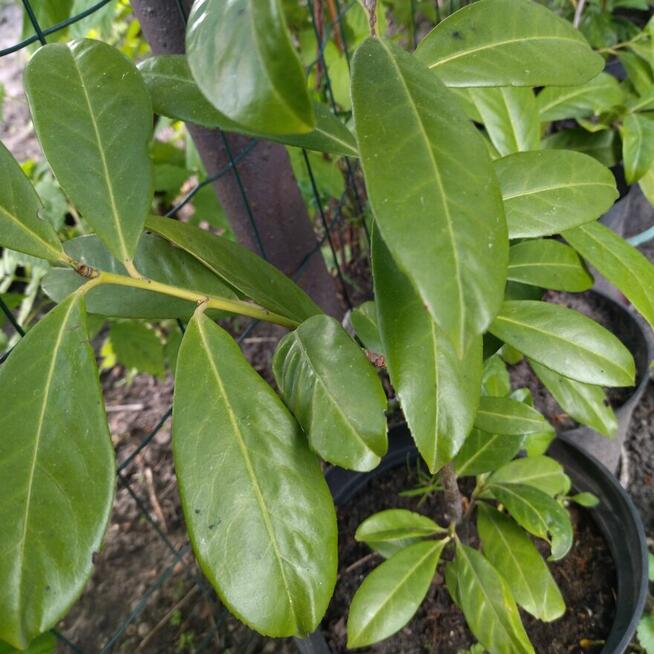 Laurowiśnie w donicach