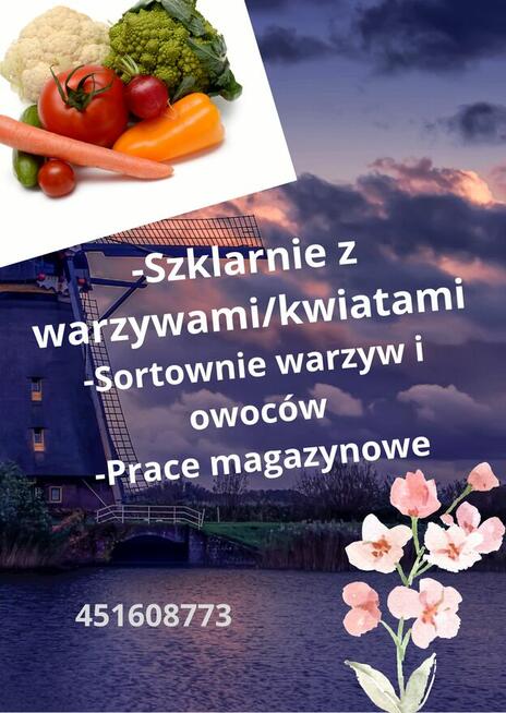 Praca w Holandii na wakacje lub na stałe