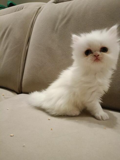 Koty puszyste długowłose perskie