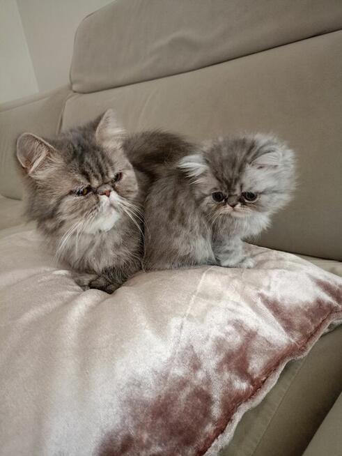 Koty puszyste długowłose perskie