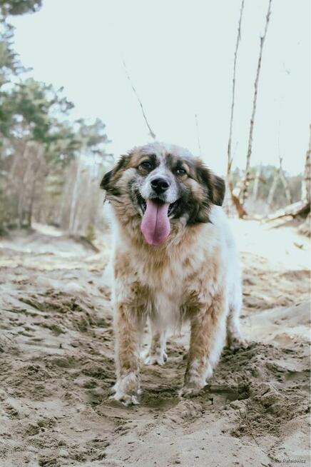 Białasek- cudowny, uroda wyjątkowa, tylko domu brak…adoptuj