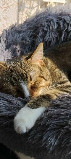 Kotek szuka swojego człowieka