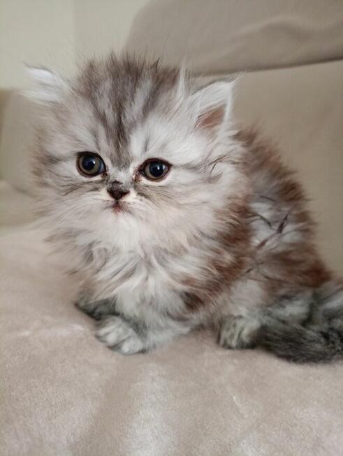 Koty puszyste długowłose perskie
