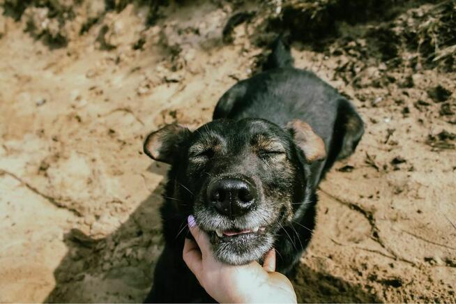 Benio-pies po przejściach czeka na wymarzony dom-adopcja