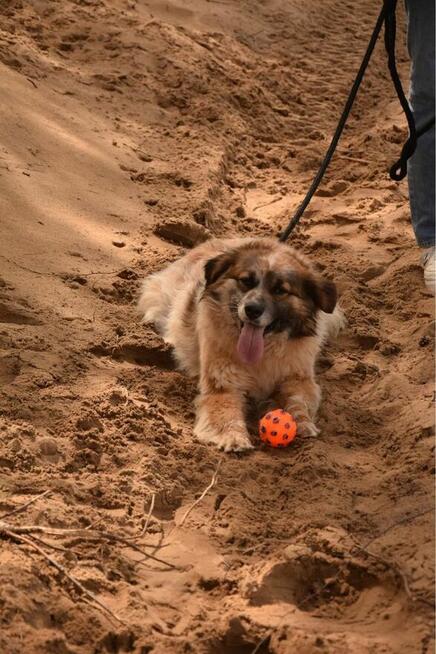 Białasek- cudowny, uroda wyjątkowa, tylko domu brak…adoptuj